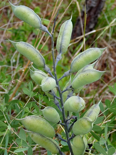 {Baptisia australis var. aberrans}